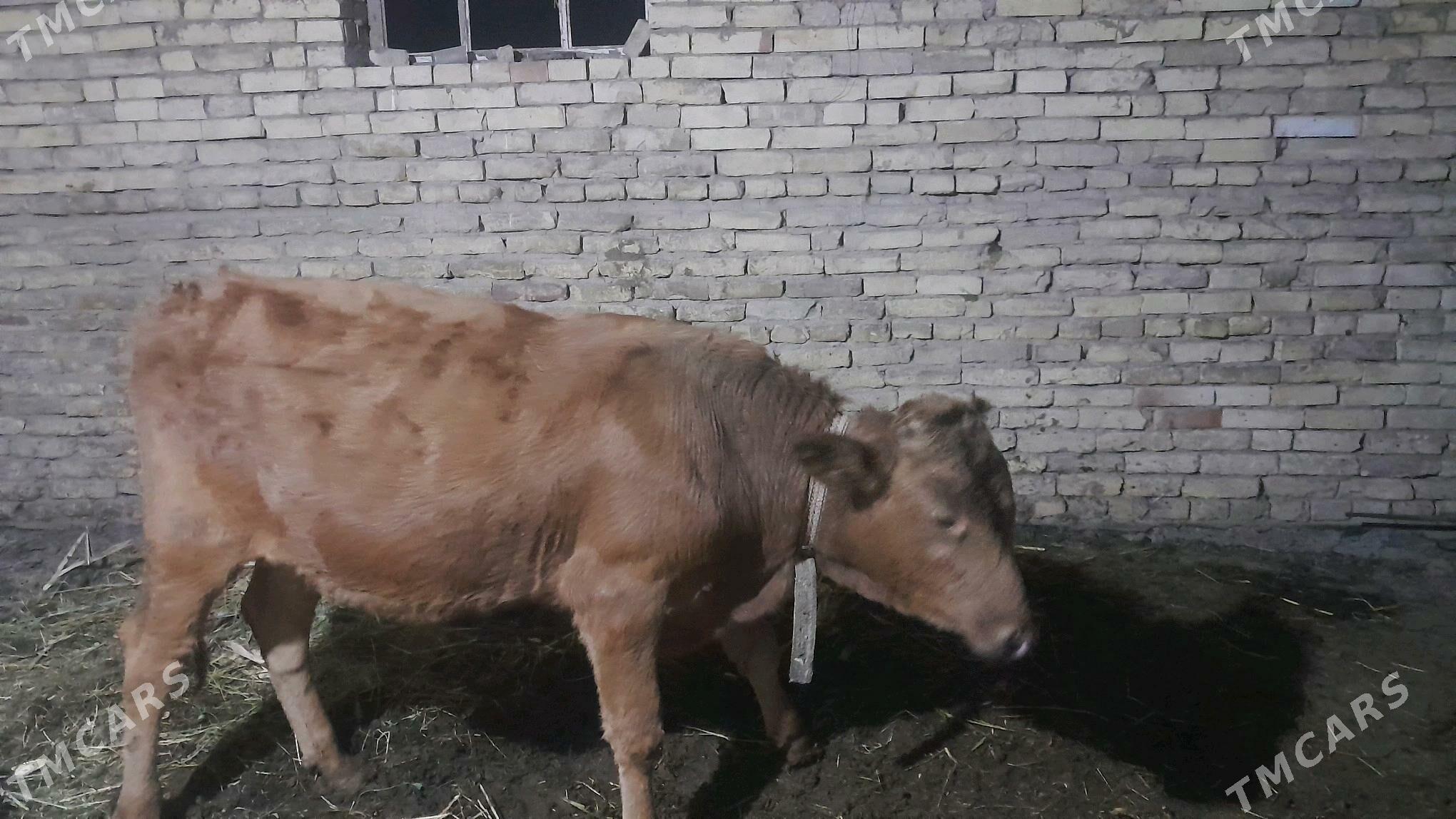 öküzce - Векильбазар - img 4