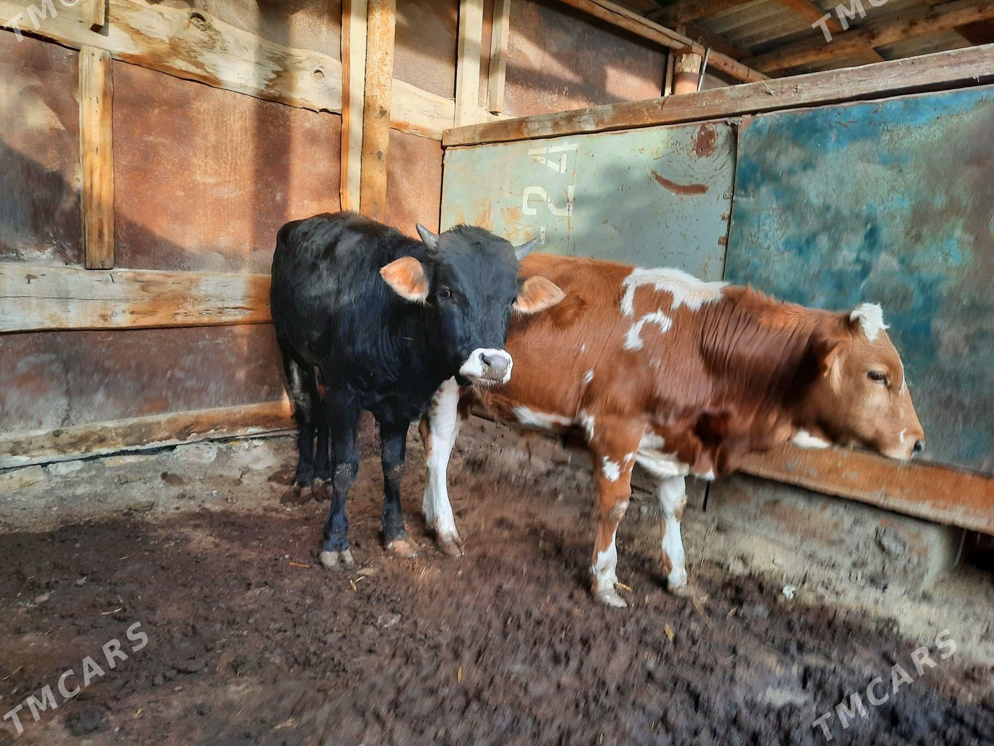 okuz - Ак-Бугдайский этрап - img 1