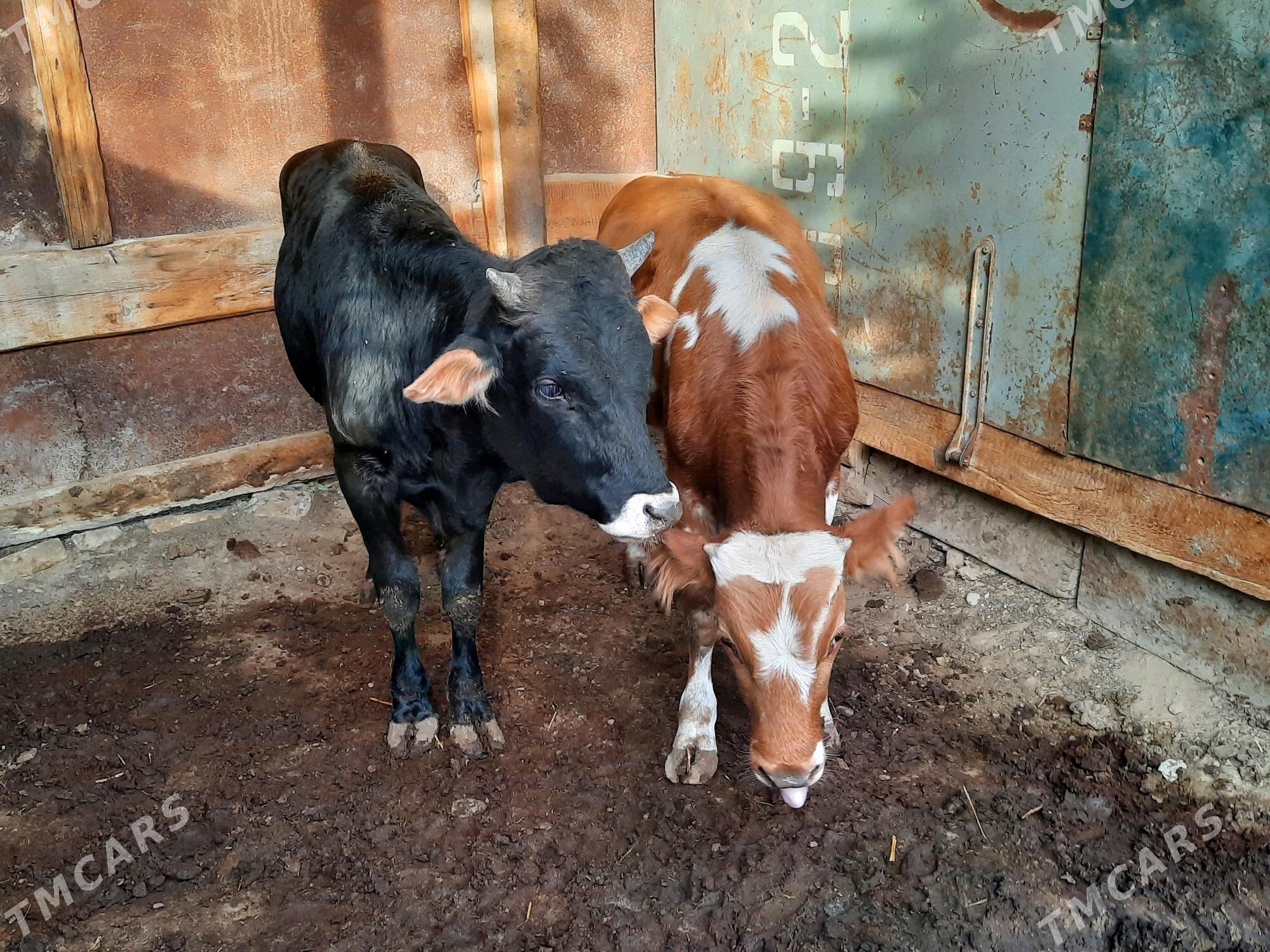 okuz - Ак-Бугдайский этрап - img 2