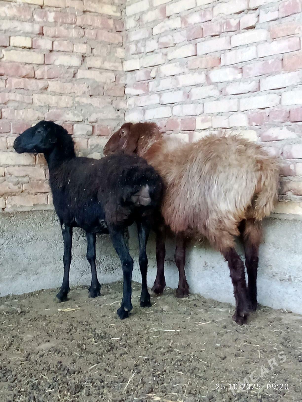 Gissar Goýunlar Bakyda Duran - Gökdepe - img 2