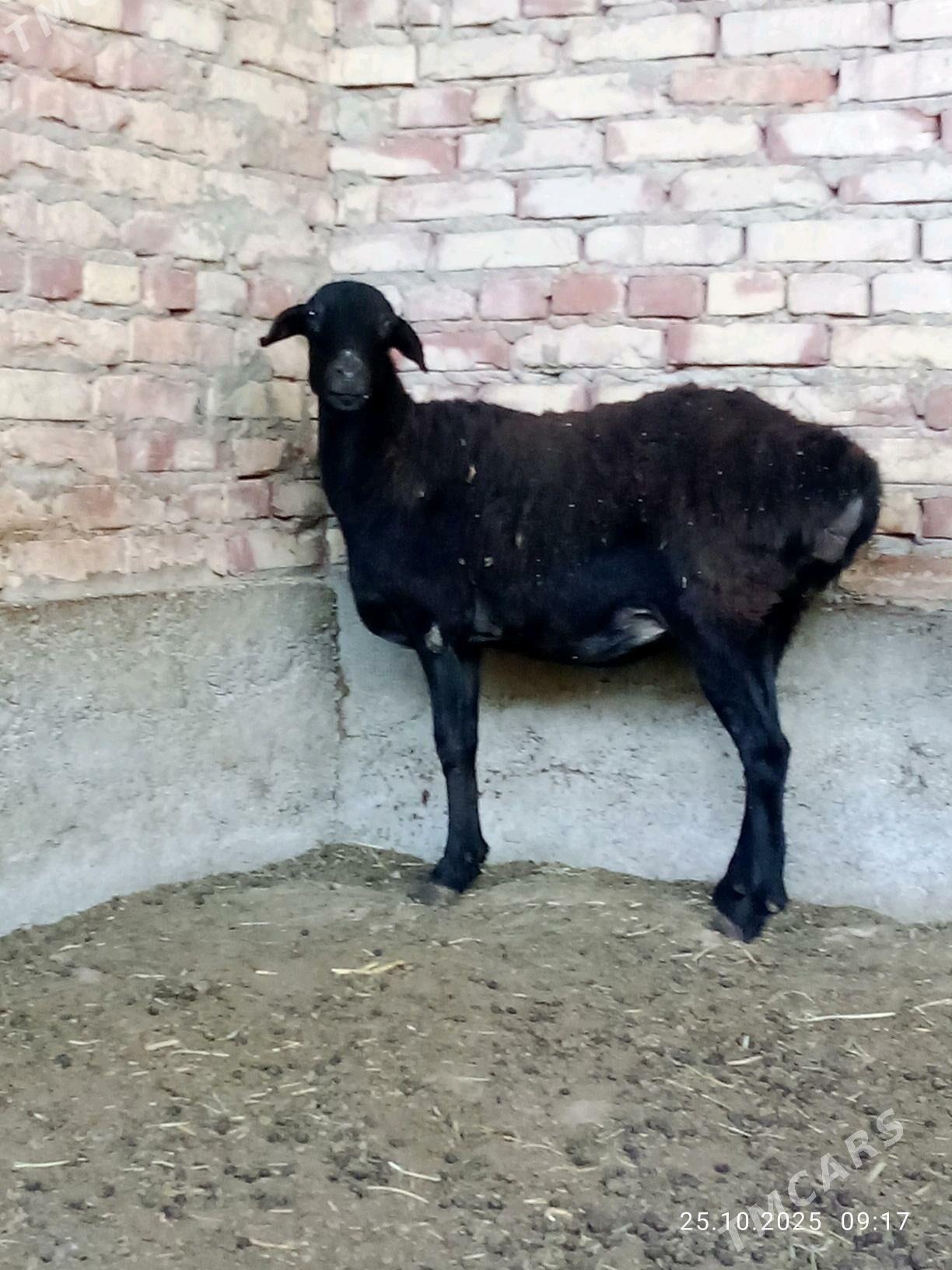 Gissar Goýunlar Bakyda Duran - Gökdepe - img 3