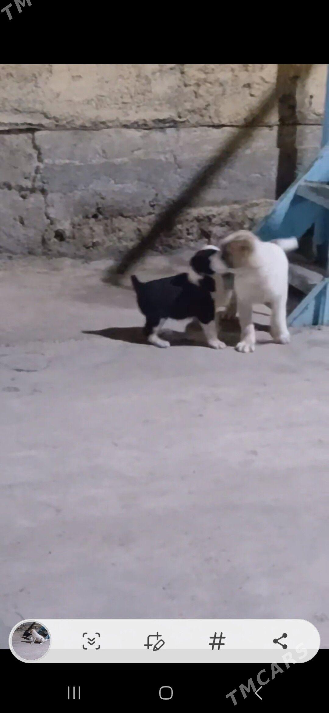 sowgat gujukler - Ашхабад - img 3