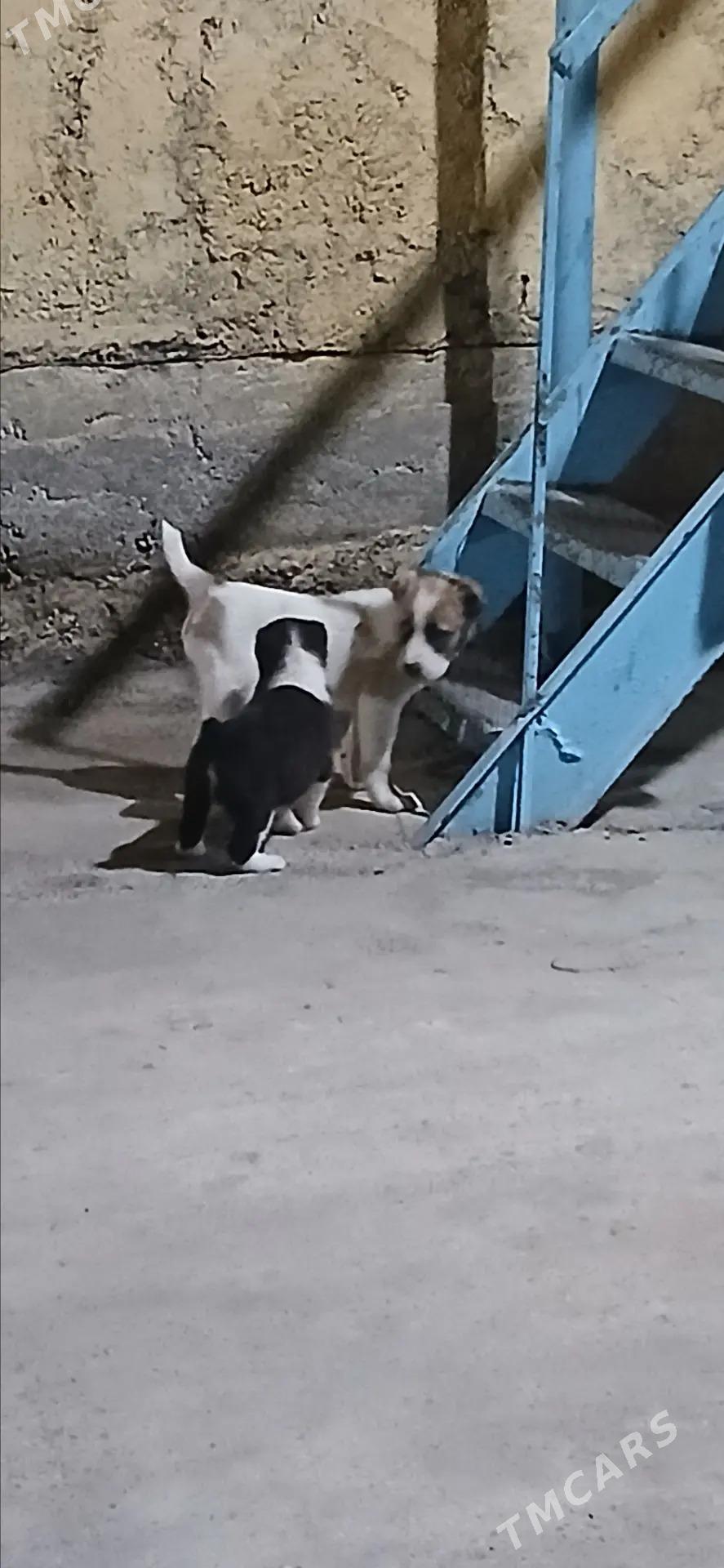 sowgat gujukler - Ашхабад - img 2