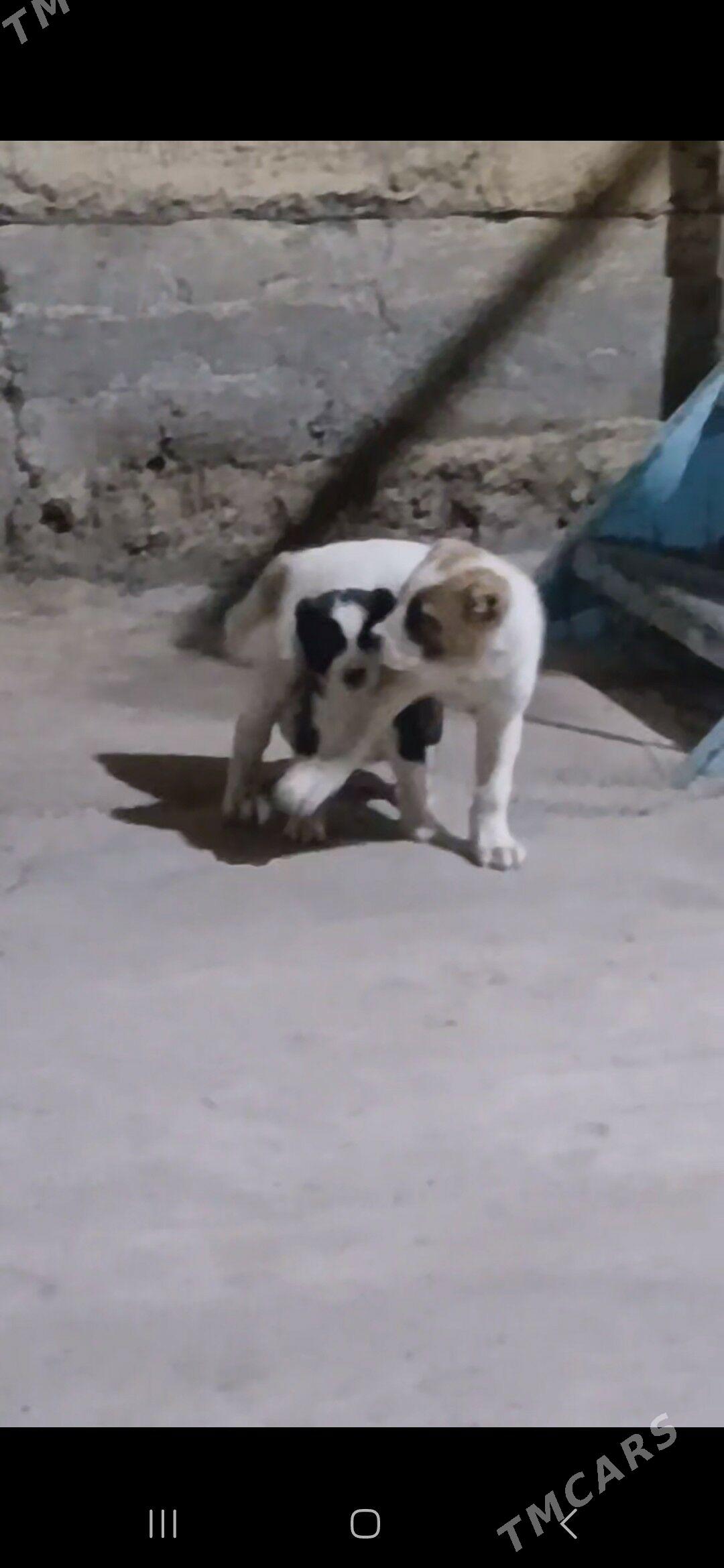 sowgat gujukler - Ашхабад - img 4