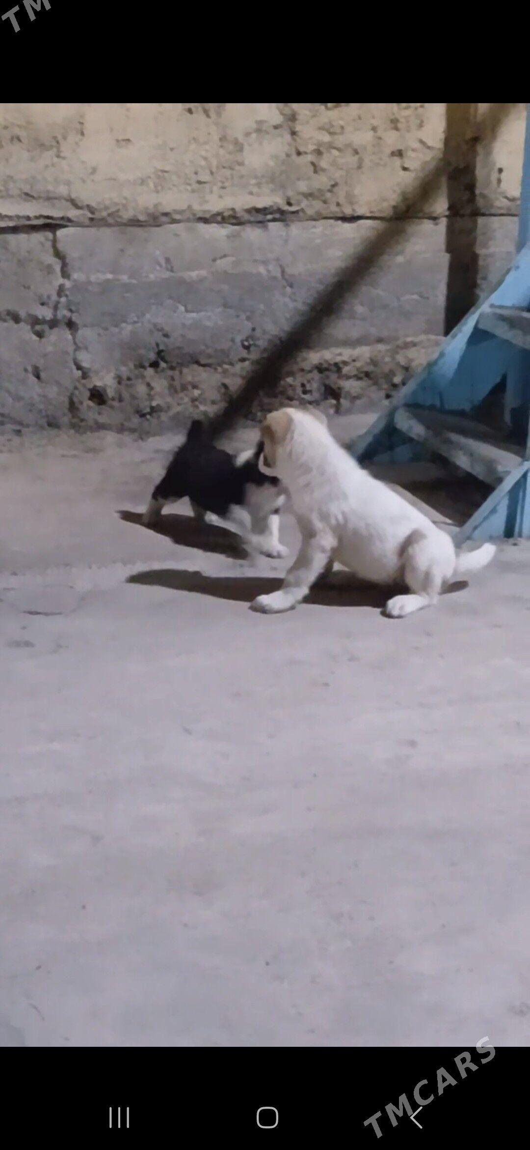 sowgat gujukler - Ашхабад - img 5