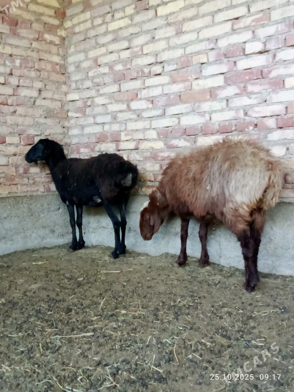 Gissar Goýunlar Bakyda Duran - Gökdepe - img 4