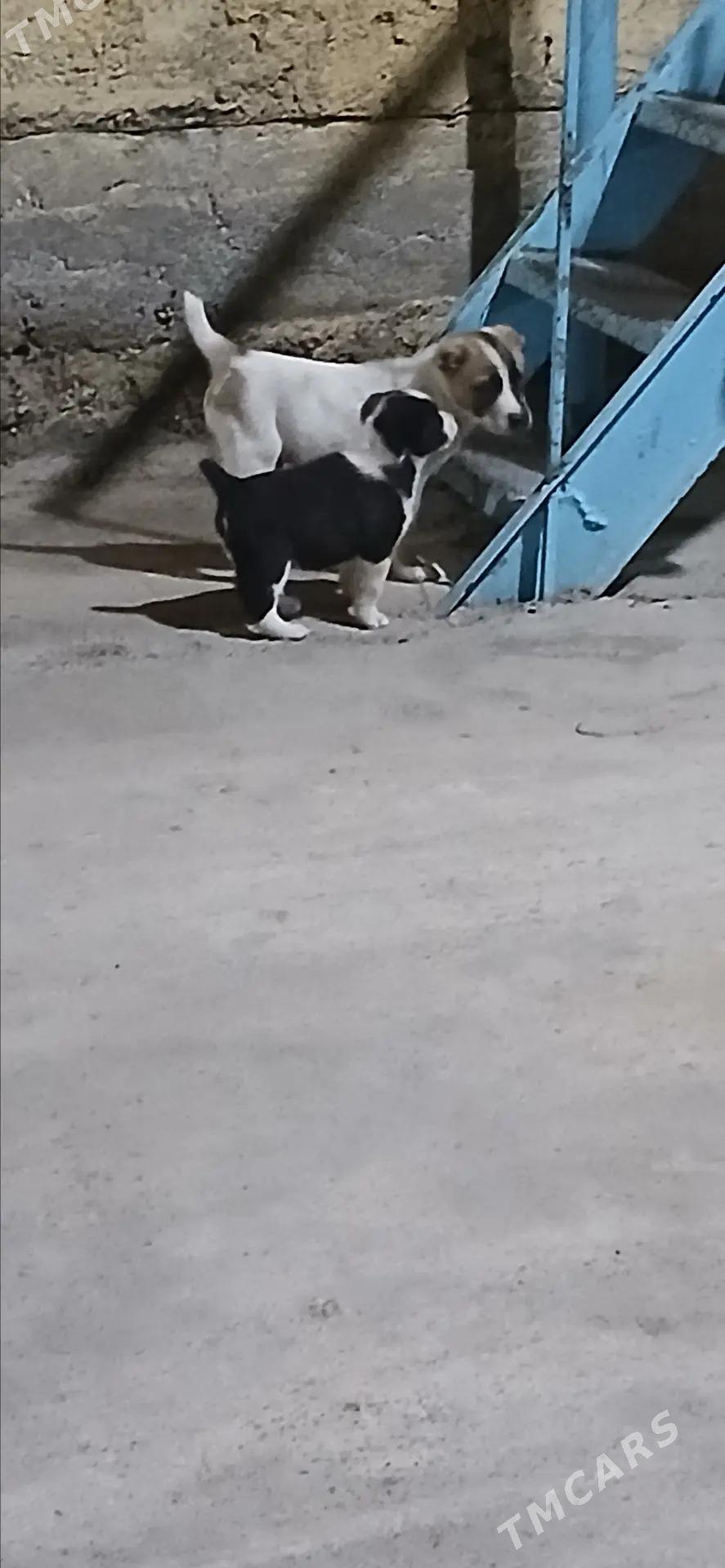 sowgat gujukler - Ашхабад - img 1