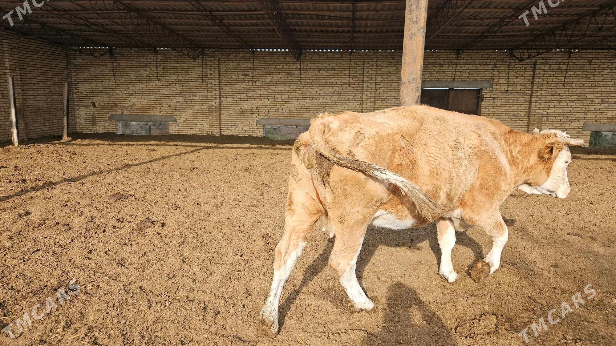 semental - Дянев - img 1