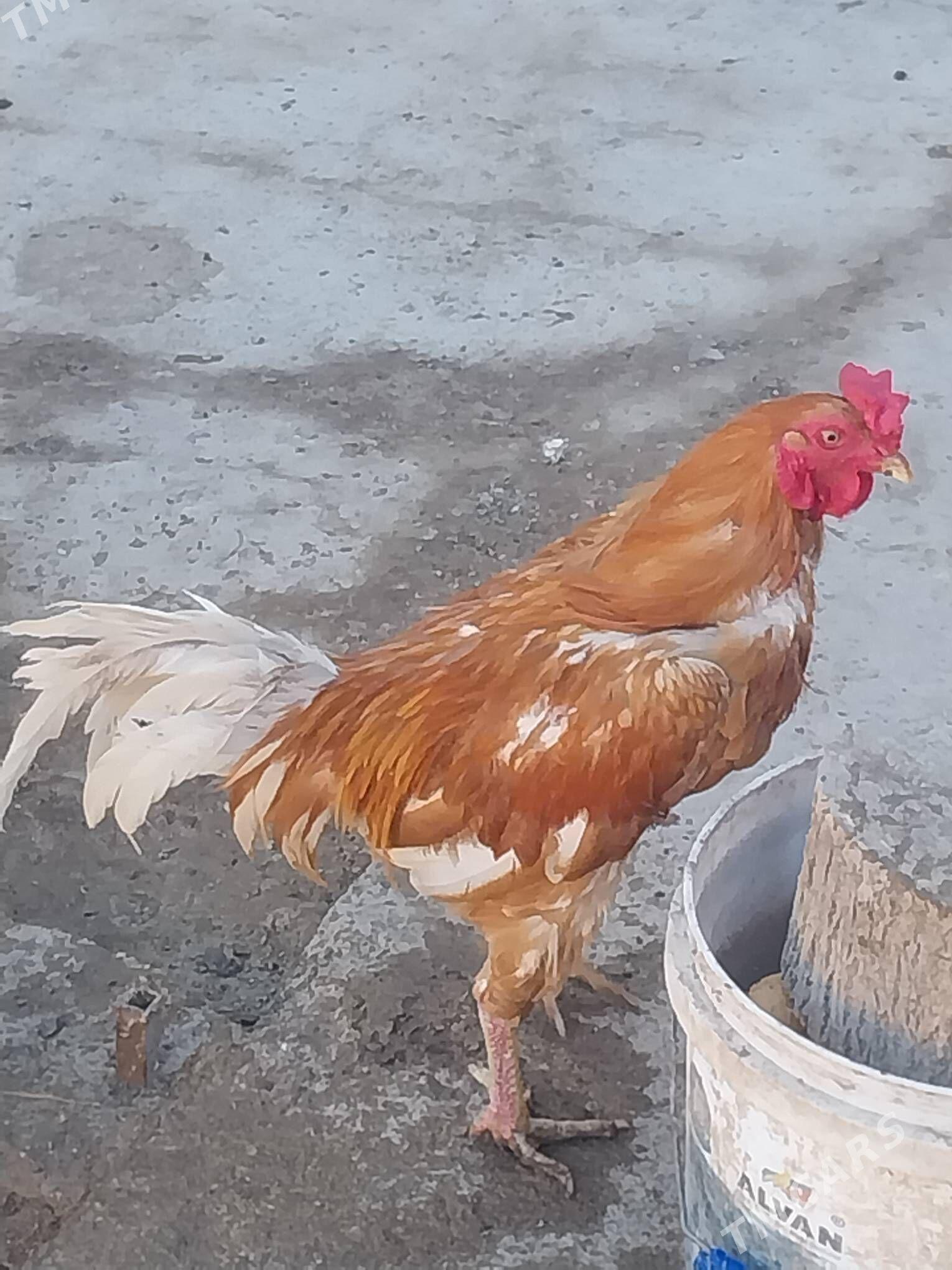 horaz - Дашогуз - img 1