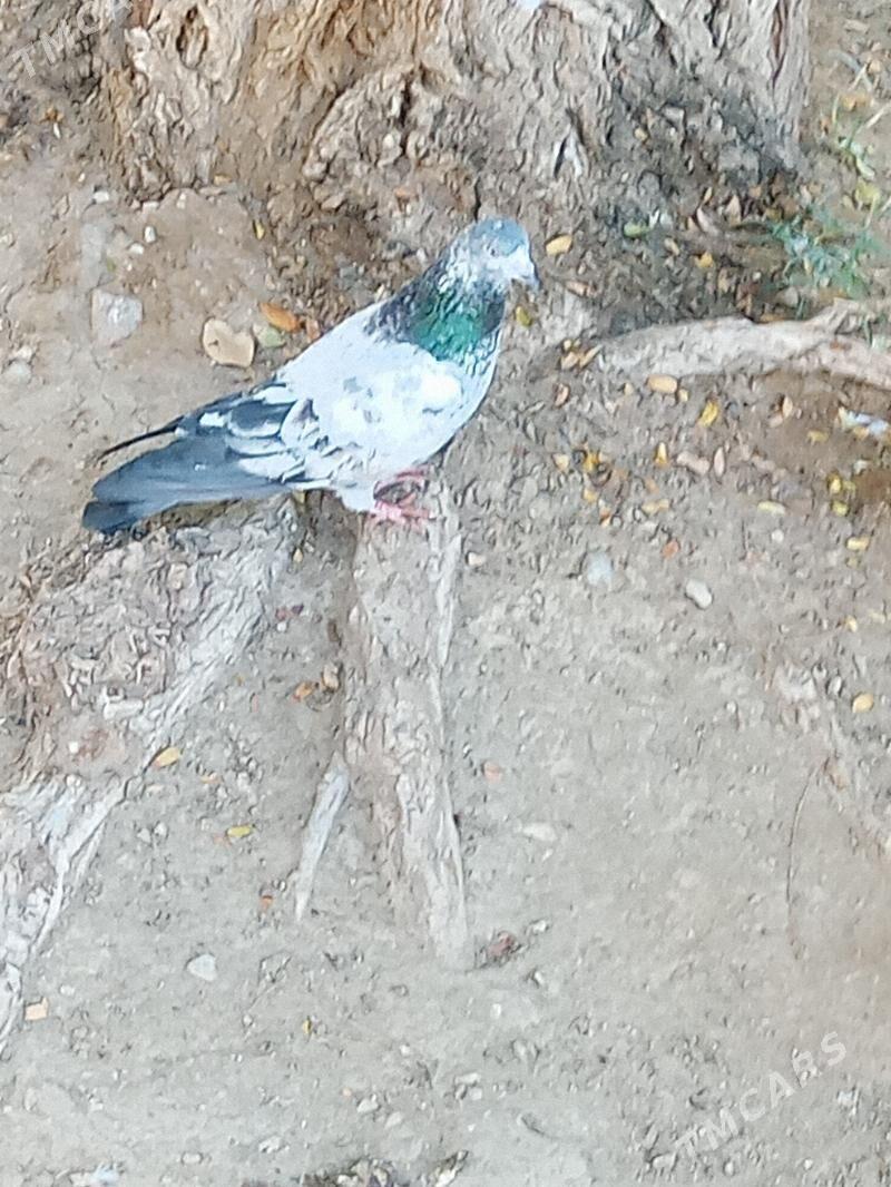 Kepderi - Balkanabat - img 1