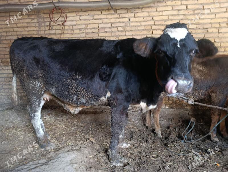 Golusteyin sygur - Сакар - img 1