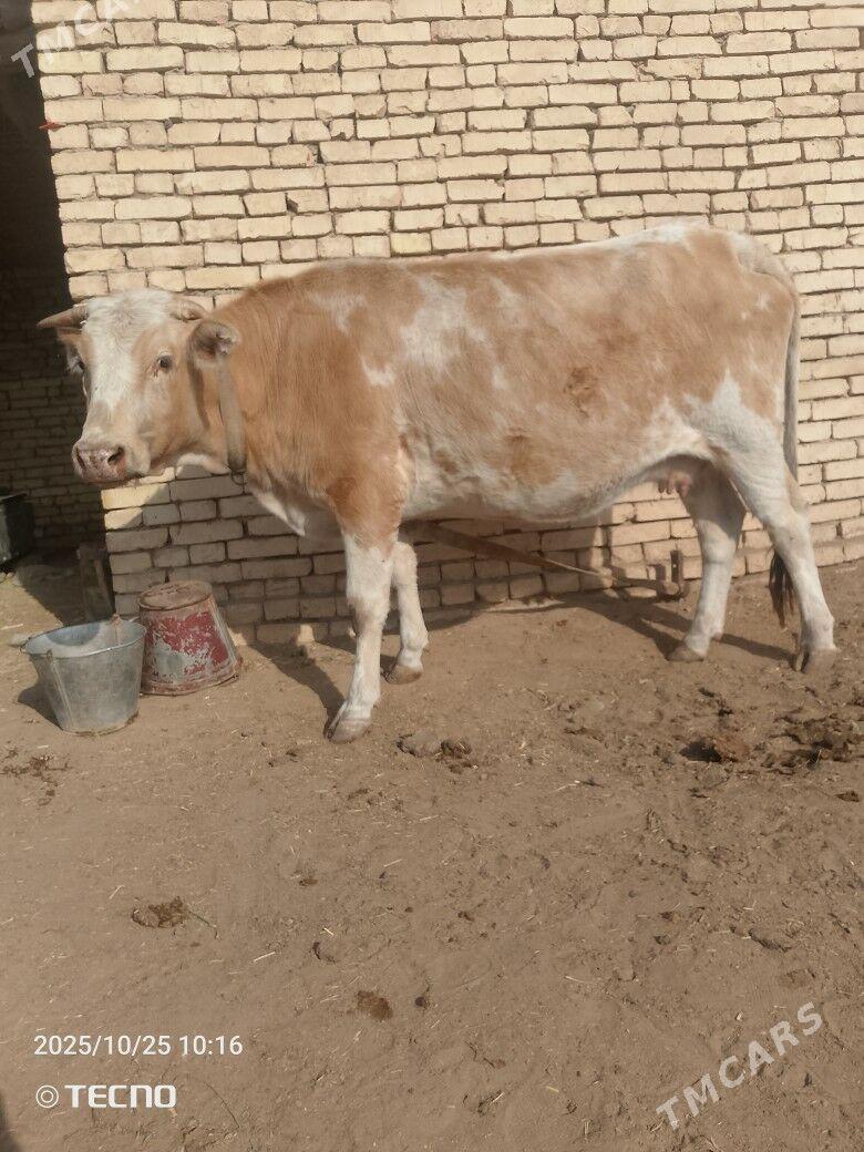 Boğaz sygyr - Baýramaly - img 1