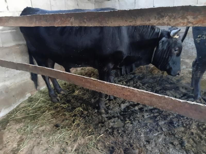 bakylan okuz - Гёкдепе - img 6