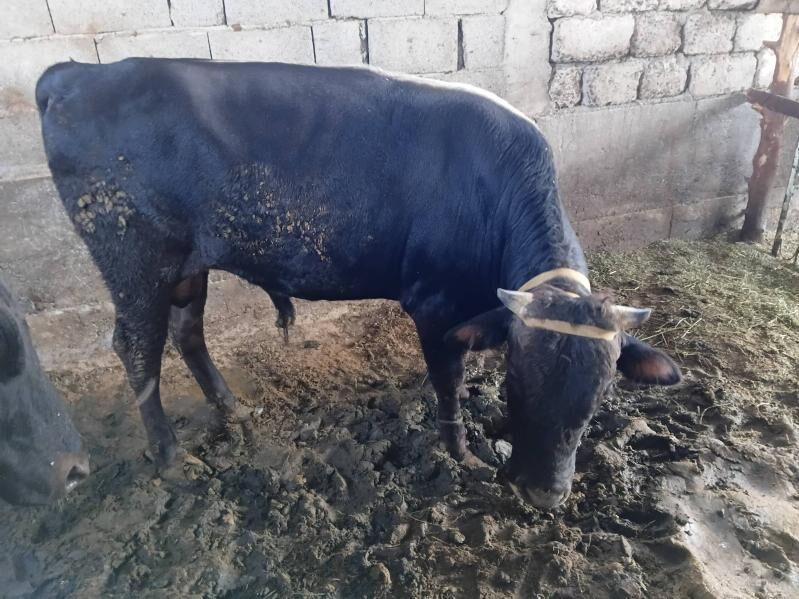 bakylan okuz - Гёкдепе - img 5