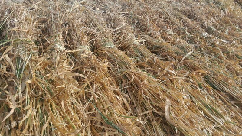 jowen oty - Görogly (Tagta) - img 1