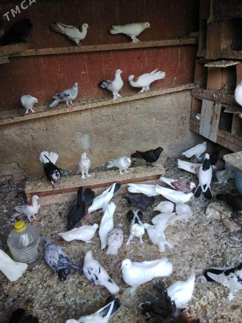 Kepderi - Ашхабад - img 1