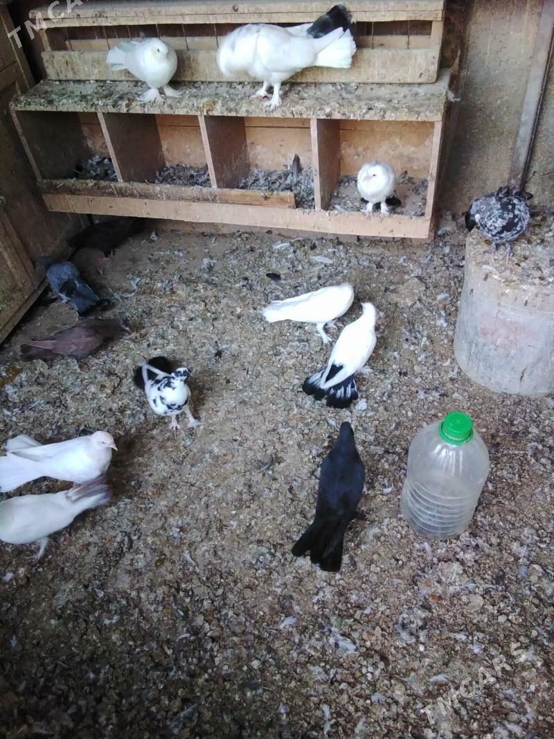 Kepderi - Ашхабад - img 6