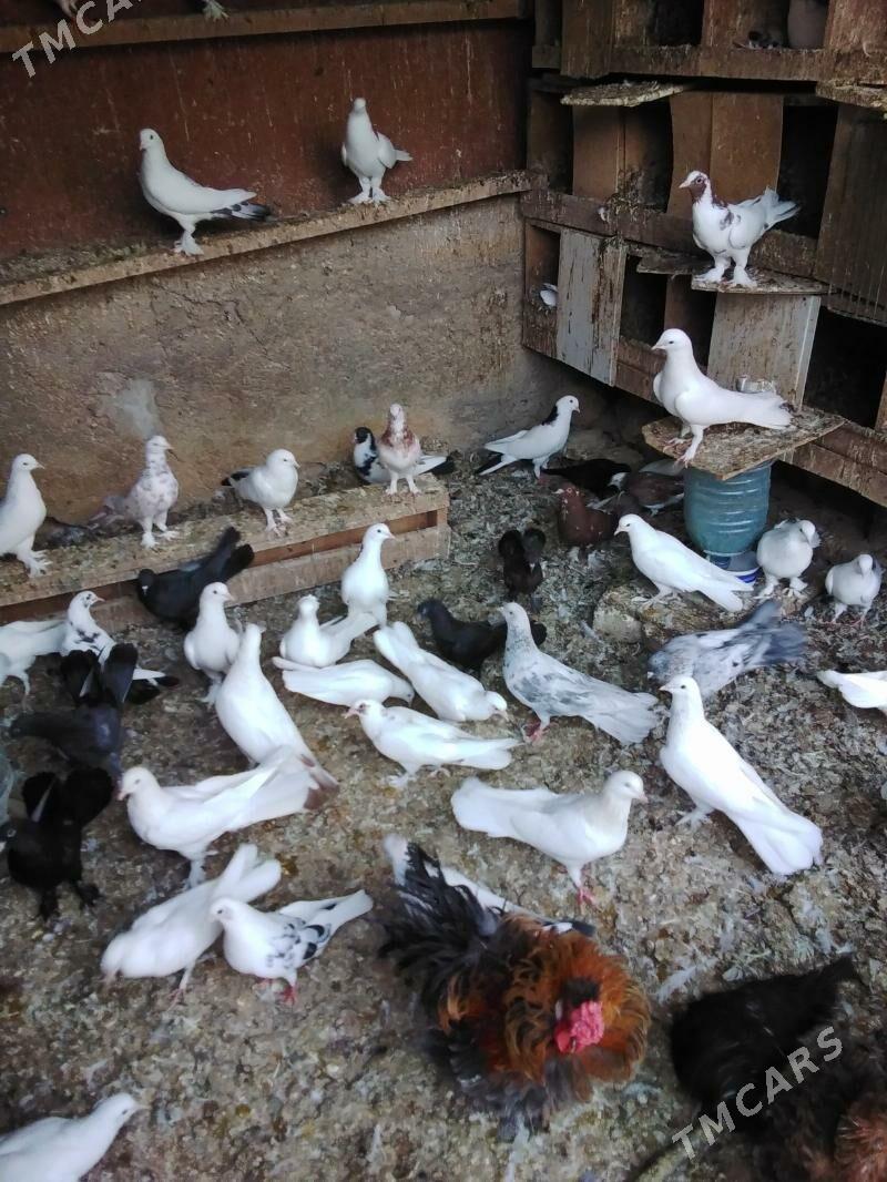 Kepderi - Ашхабад - img 2