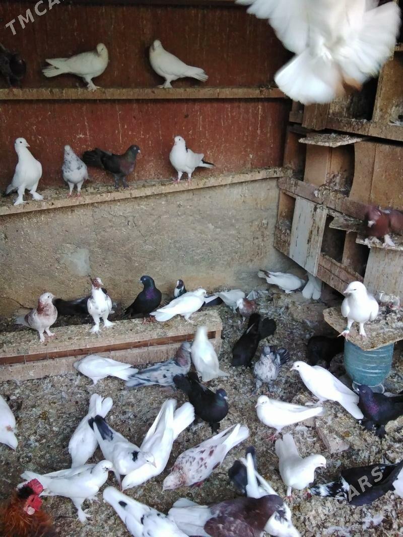 Kepderi - Ашхабад - img 8