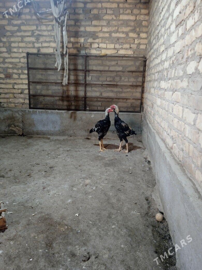 baysow horaz - Чарджоу - img 2