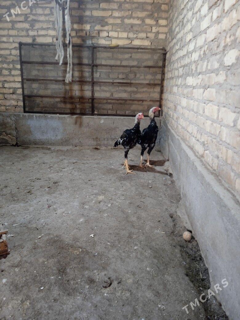 baysow horaz - Чарджоу - img 1