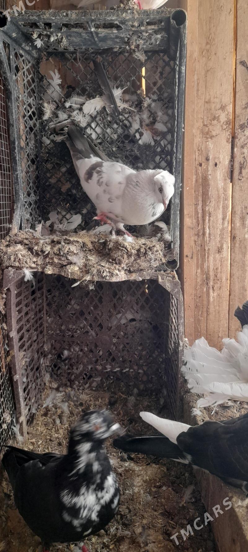 kepderi - Tejen - img 4