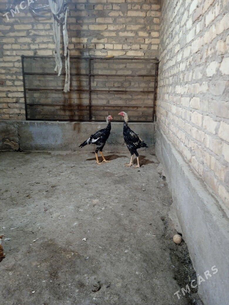 baysow horaz - Чарджоу - img 3