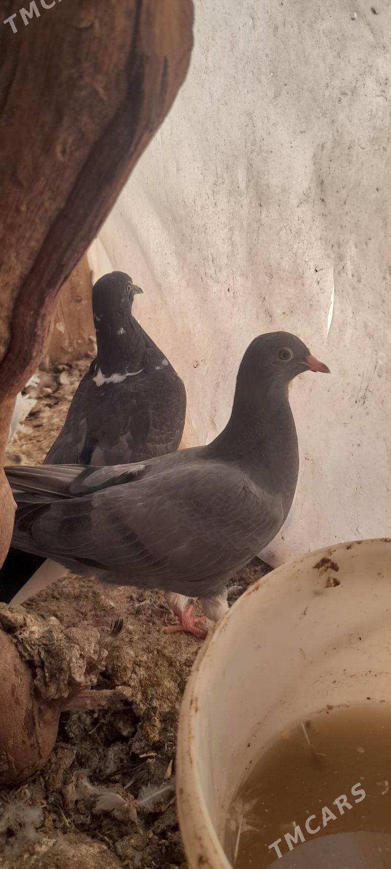 kepderi - Tejen - img 1