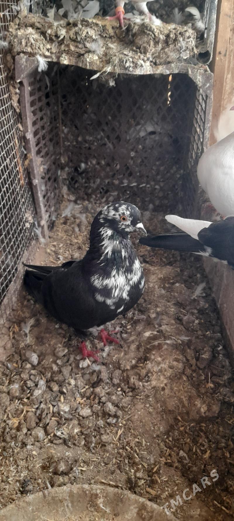 kepderi - Tejen - img 3