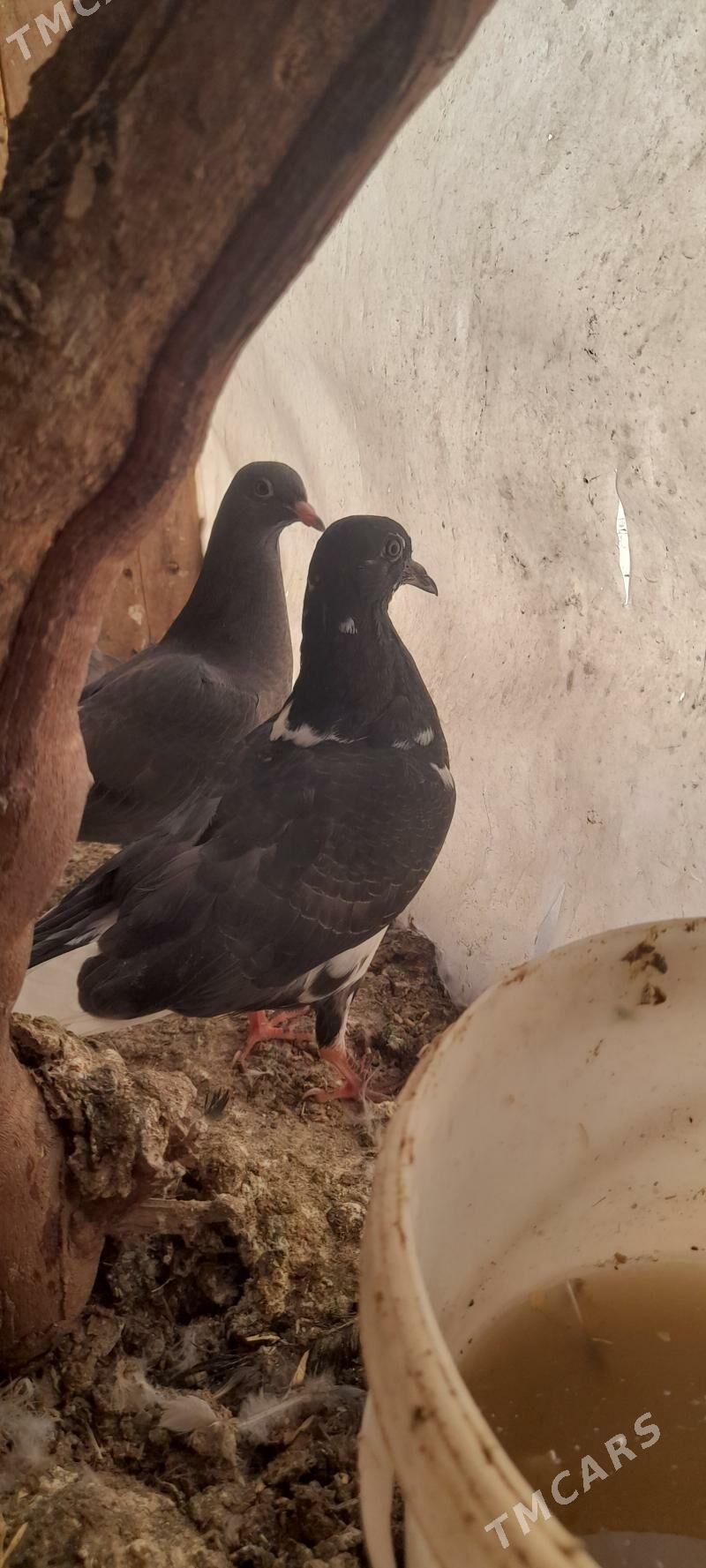 kepderi - Tejen - img 2