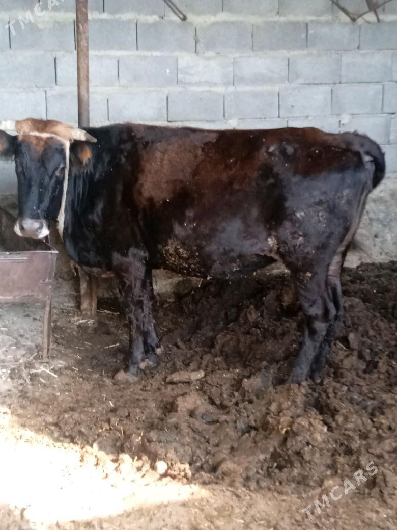 Sygyr - Берекет - img 2