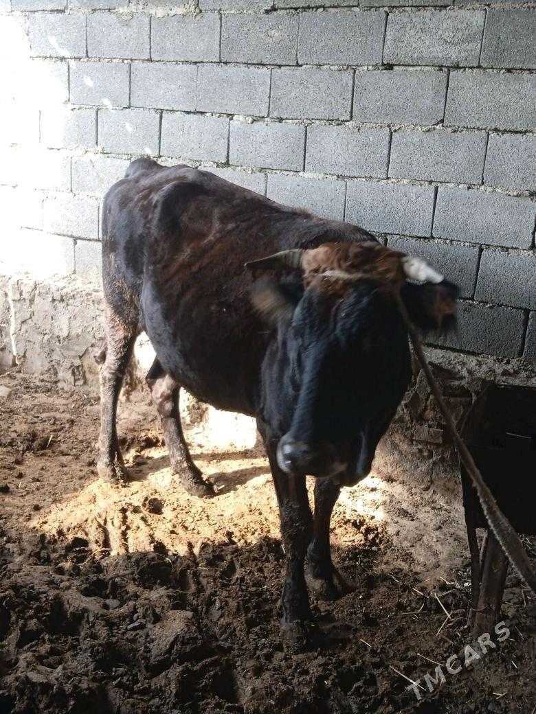 Sygyr - Берекет - img 3