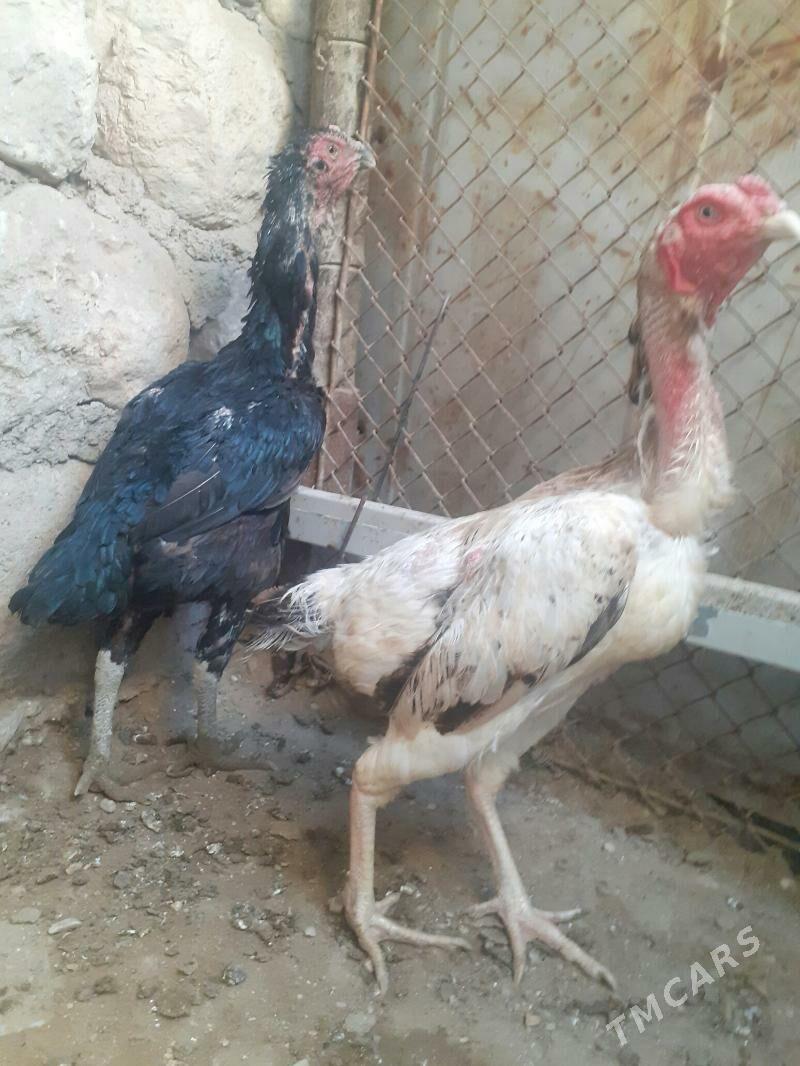 Taşkent maki - Balkanabat - img 1