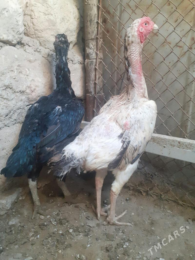 Taşkent maki - Balkanabat - img 2