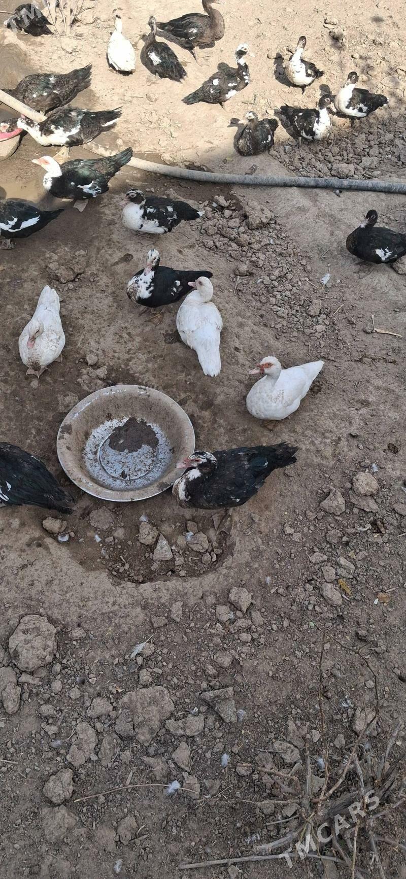 indautka - Багир - img 2