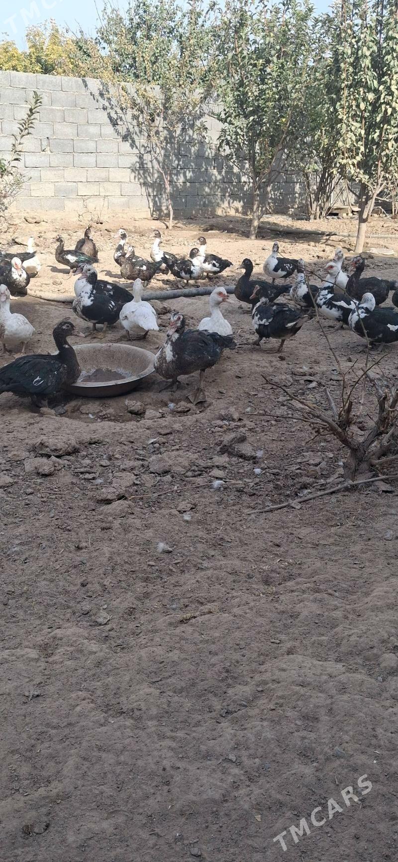 indautka - Багир - img 3