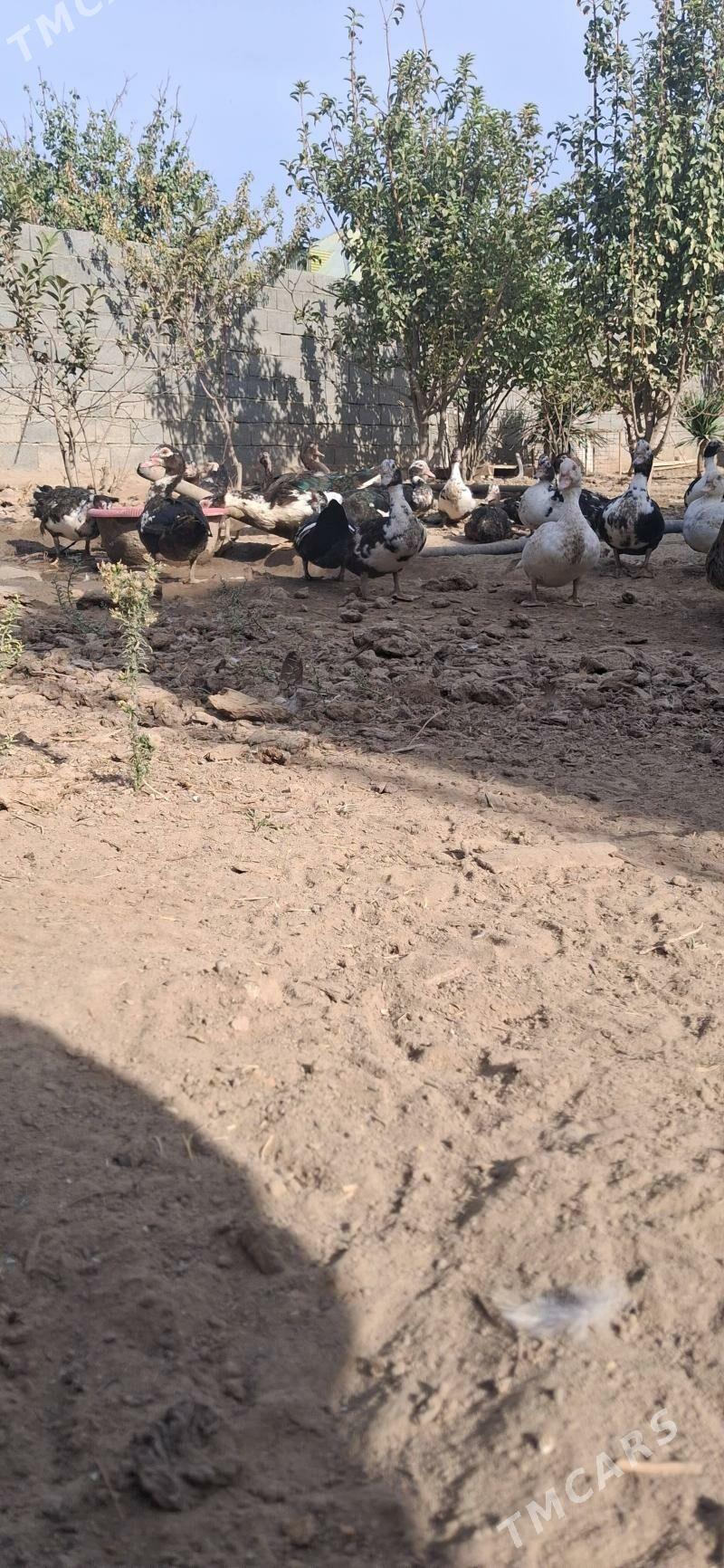 indautka - Багир - img 1