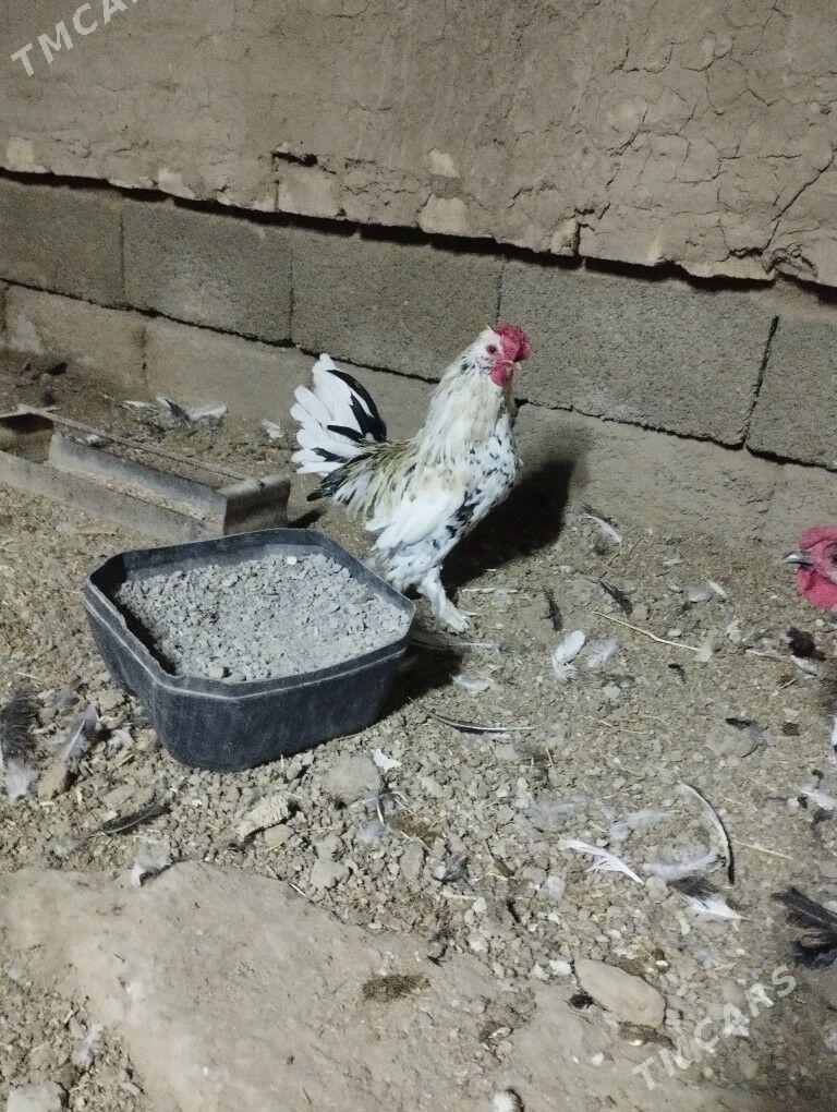 karlik troyka - Tejen - img 6