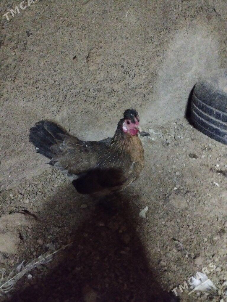 karlik troyka - Tejen - img 4