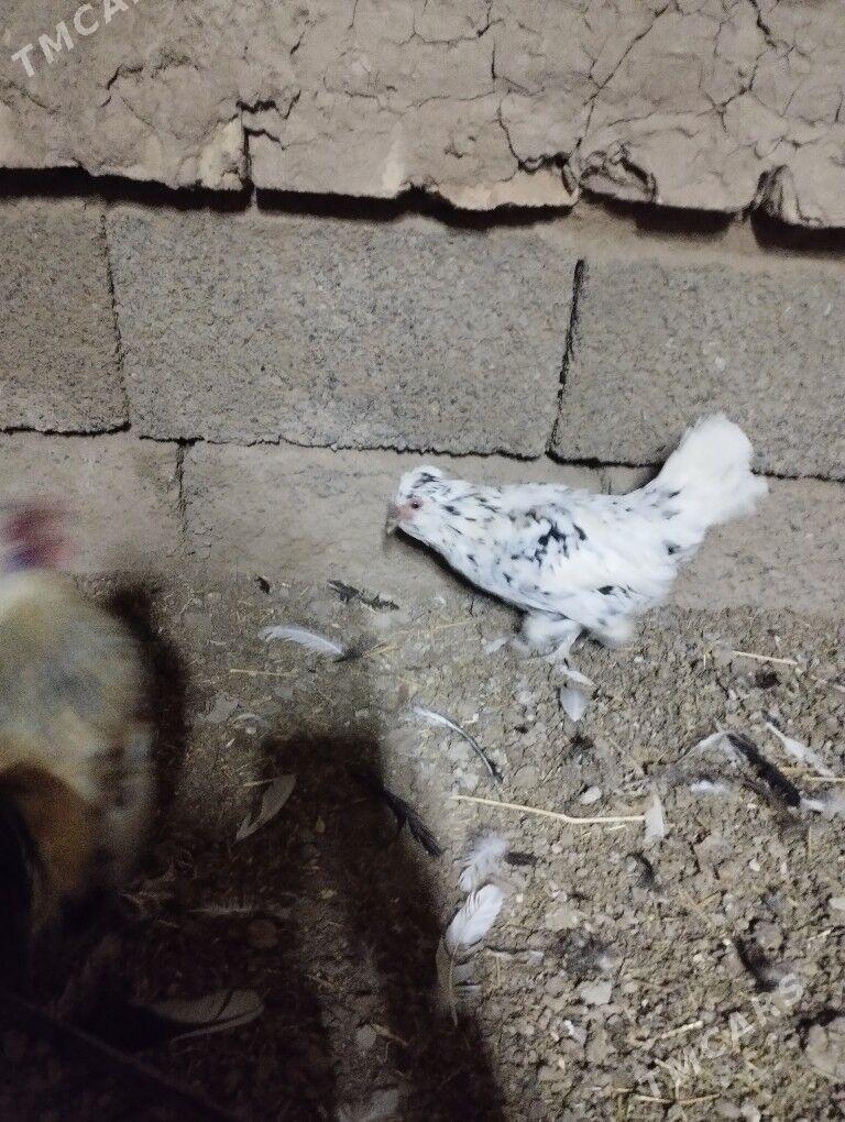 karlik troyka - Tejen - img 3