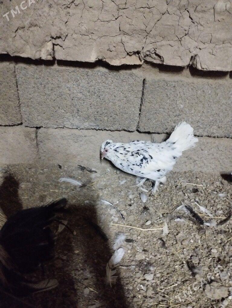 karlik troyka - Tejen - img 2