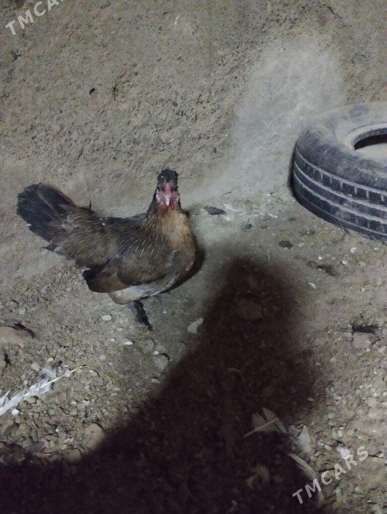 karlik troyka - Tejen - img 5