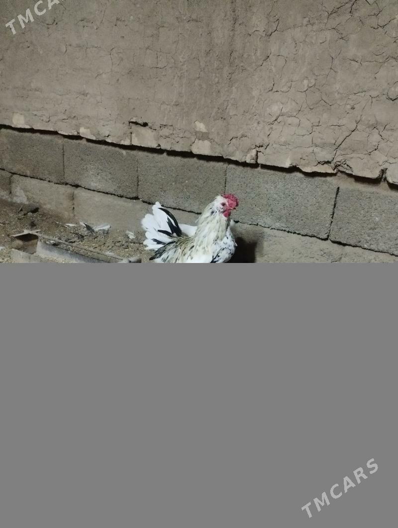 karlik troyka - Tejen - img 7