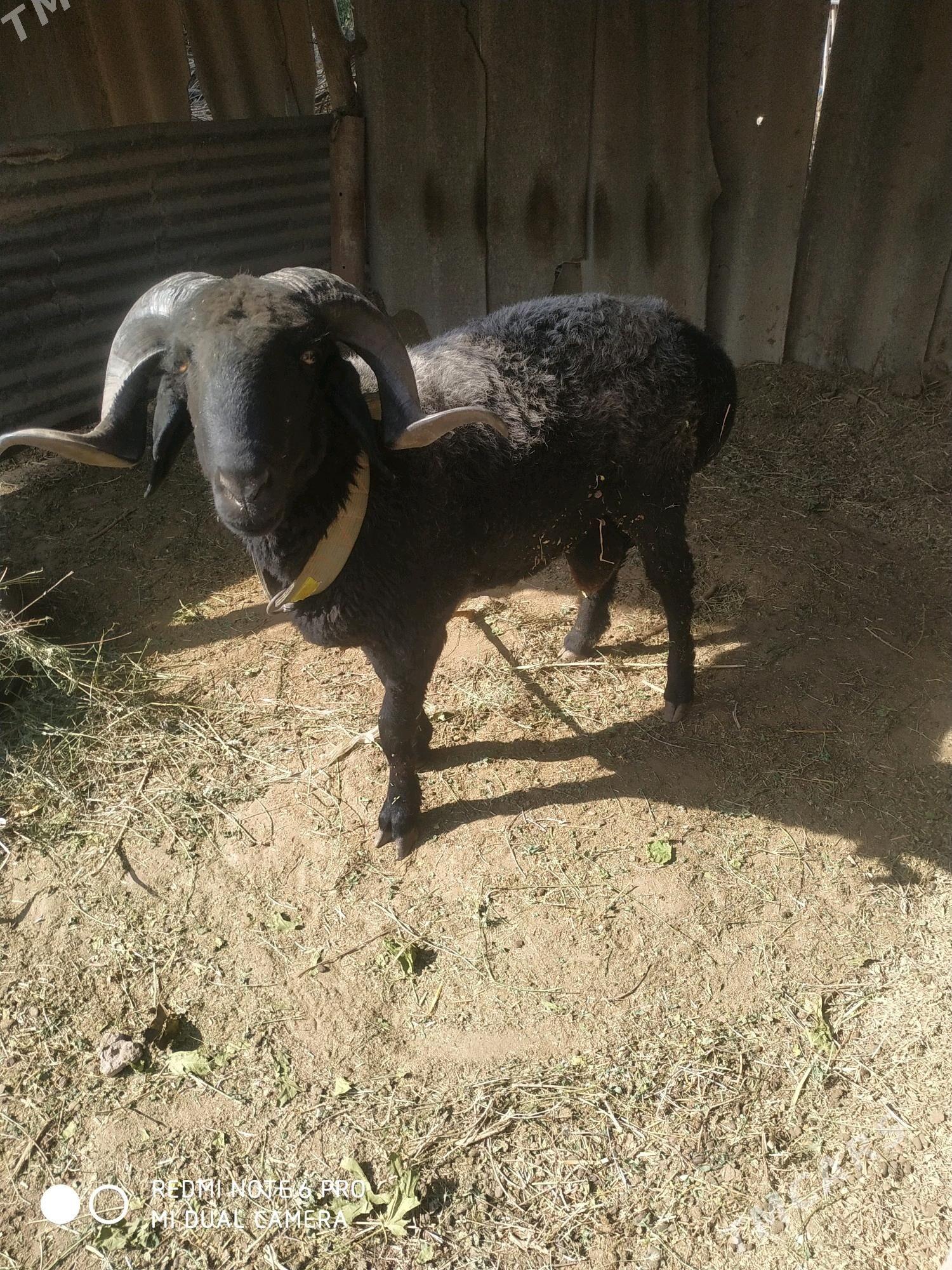 1.яшар.гоч - Çärjew - img 1