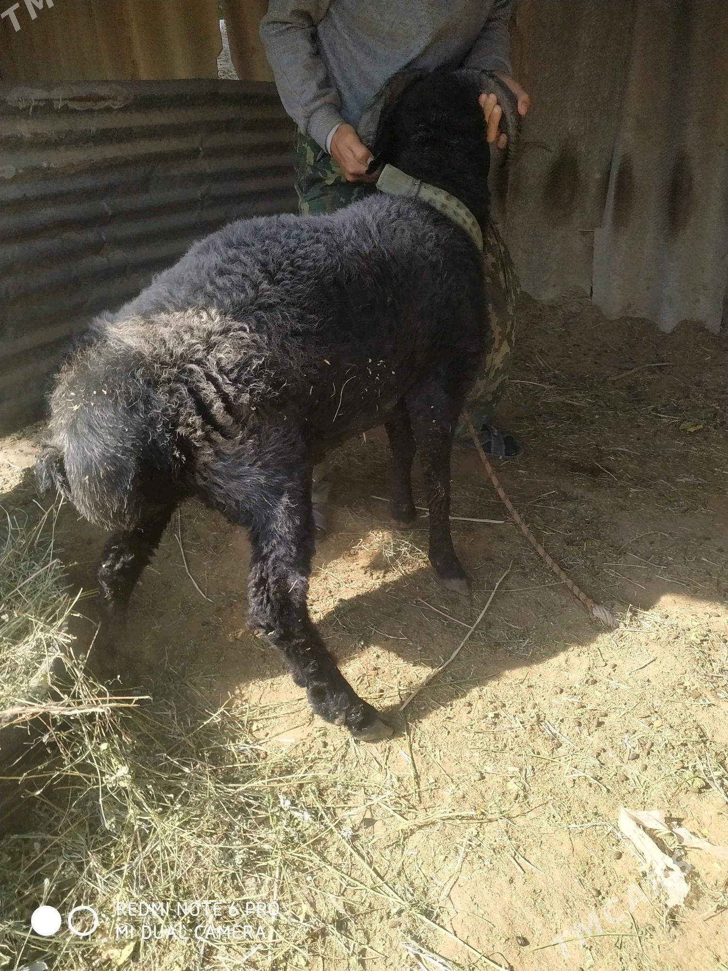 1.яшар.гоч - Çärjew - img 2