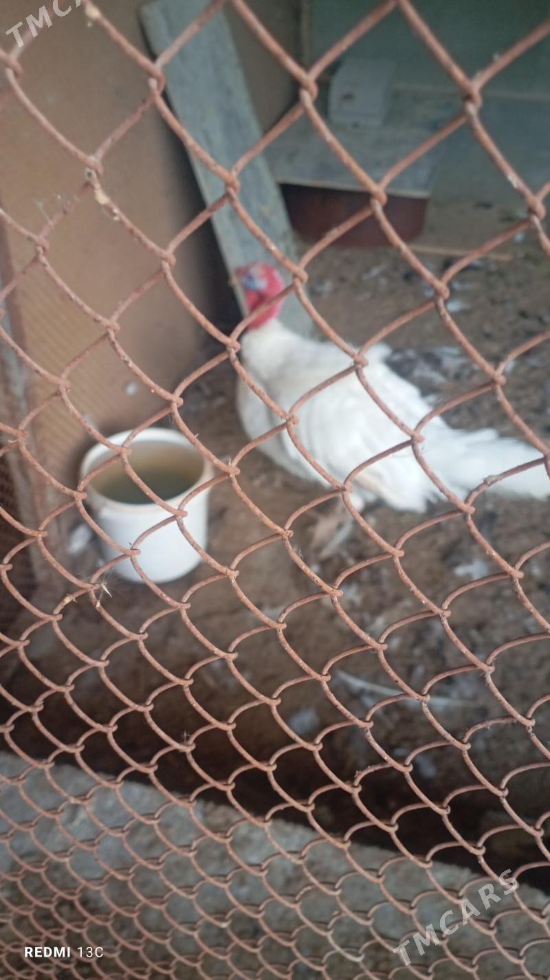 induk erkek - Änew - img 1