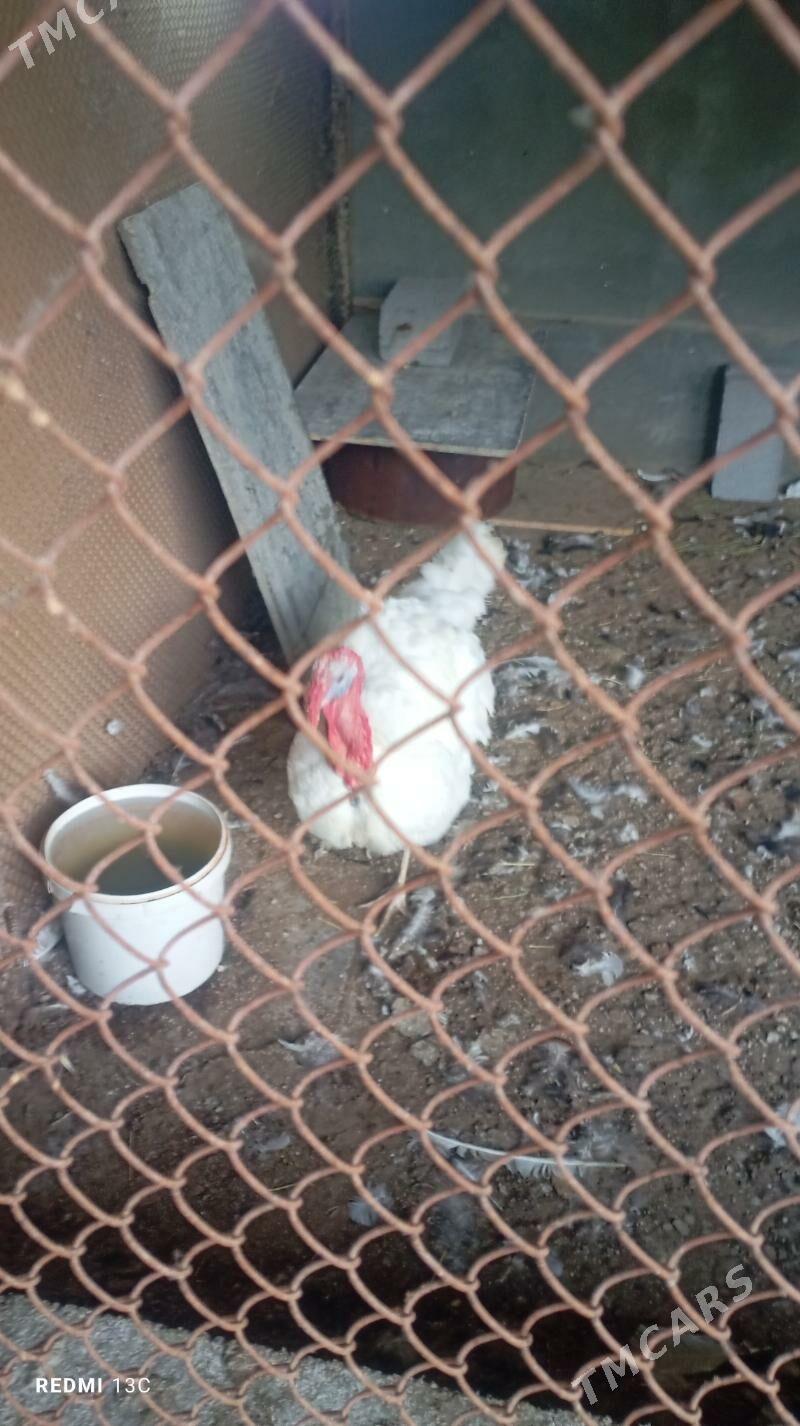 induk erkek - Änew - img 3