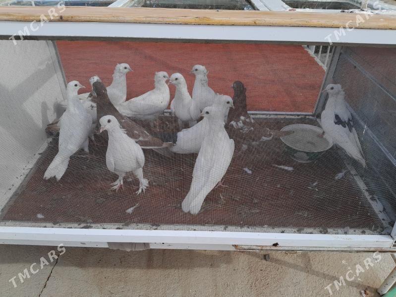 kepderi - Bäherden - img 5