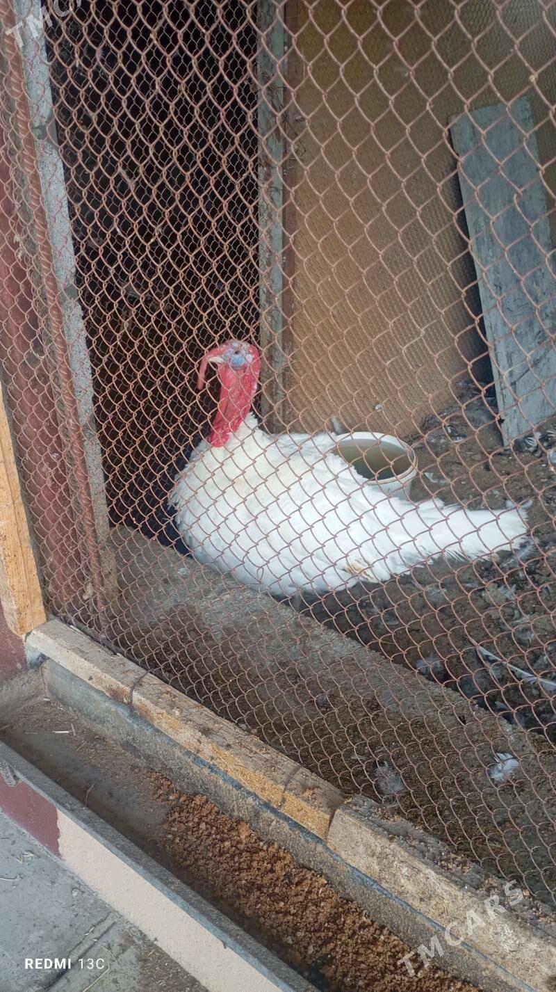 induk erkek - Änew - img 2