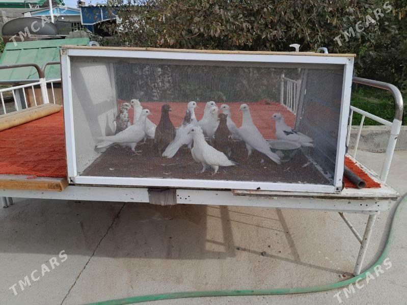 kepderi - Bäherden - img 1